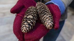 Storži v rokah z rokavicami