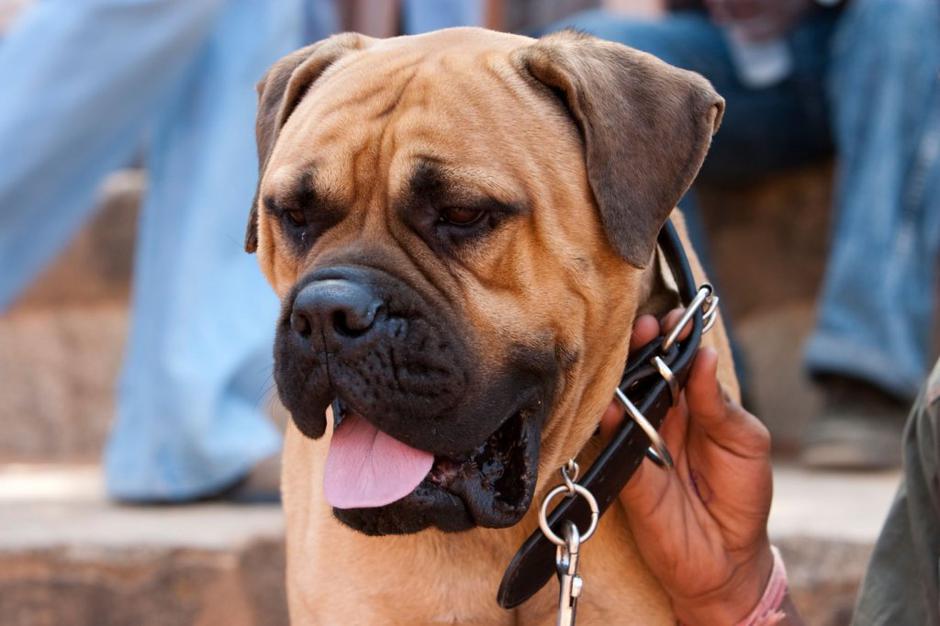 Angleški mastif | Avtor: Profimedias