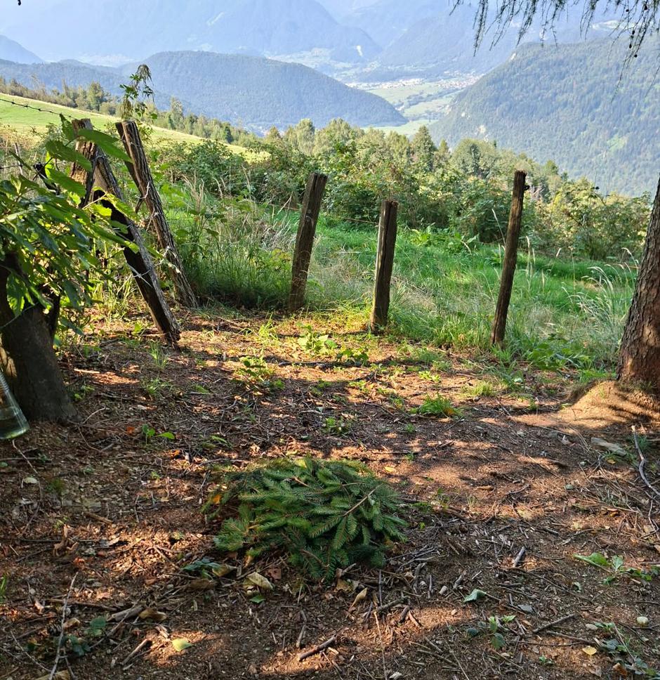 Dani Blagojević | Avtor: osebni arhiv