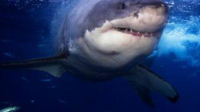 Bodo plenilci uspešni tudi proti boleznim?