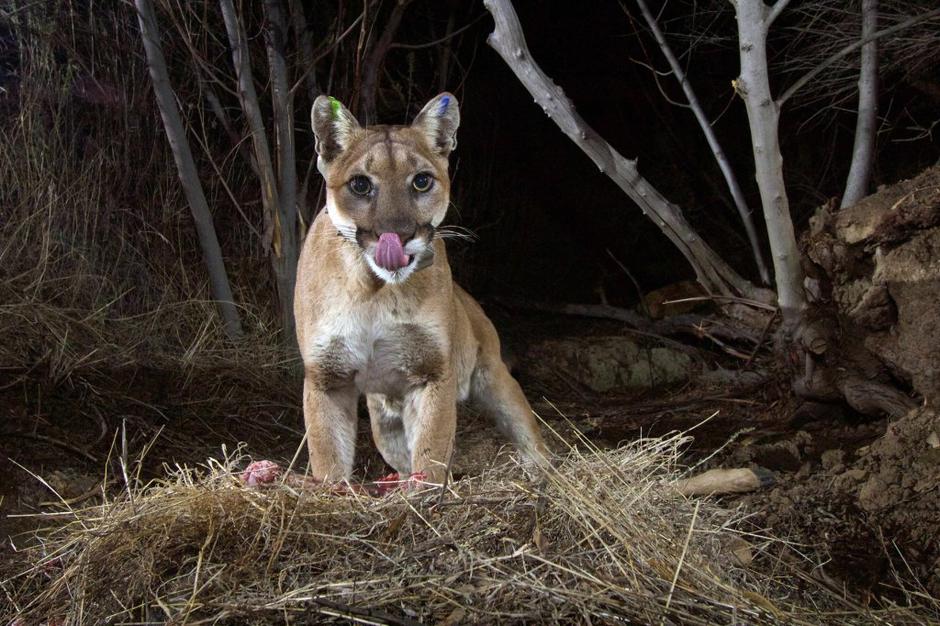 Puma | Avtor: Profimedias