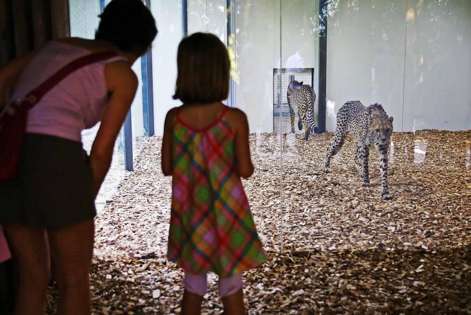 Gepardi v ZOO Ljubljana | Avtor: Saša Despot