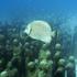 Silent Evolution, Jason deCaires Taylor, Cancun