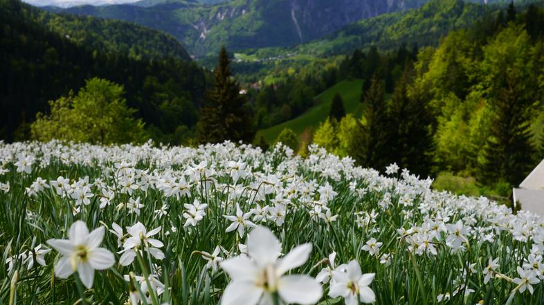 Scena 23.05.13, narcise, foto: marko seruga