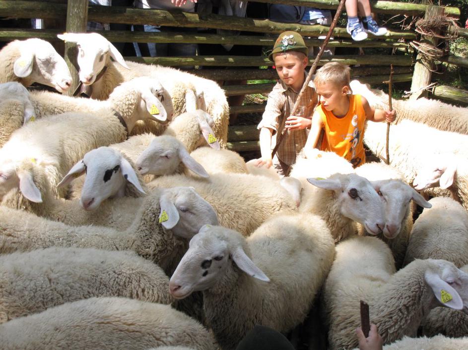 Ovčarski bal na Jezerskem.