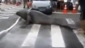 Morski lev na sprehodu 