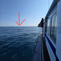 Plaval predaleč od obale