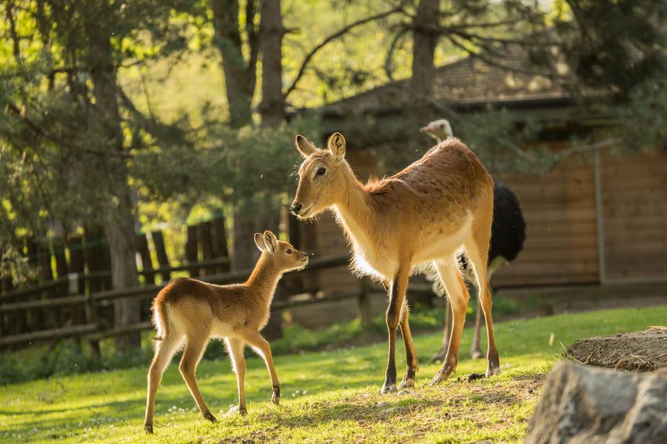 Nove pridobitve v ZOO Ljubljana | Avtor: ZOO Ljubljana