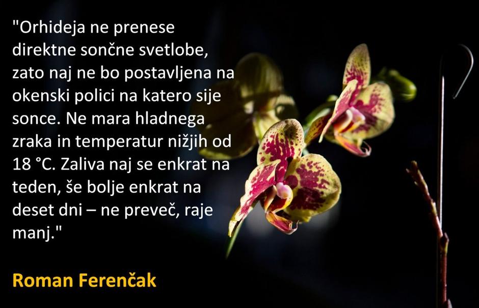 Roman Ferenčak | Avtor: Žurnal24 main