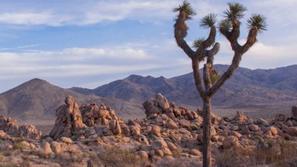 Nacionalni park Joshua Tree