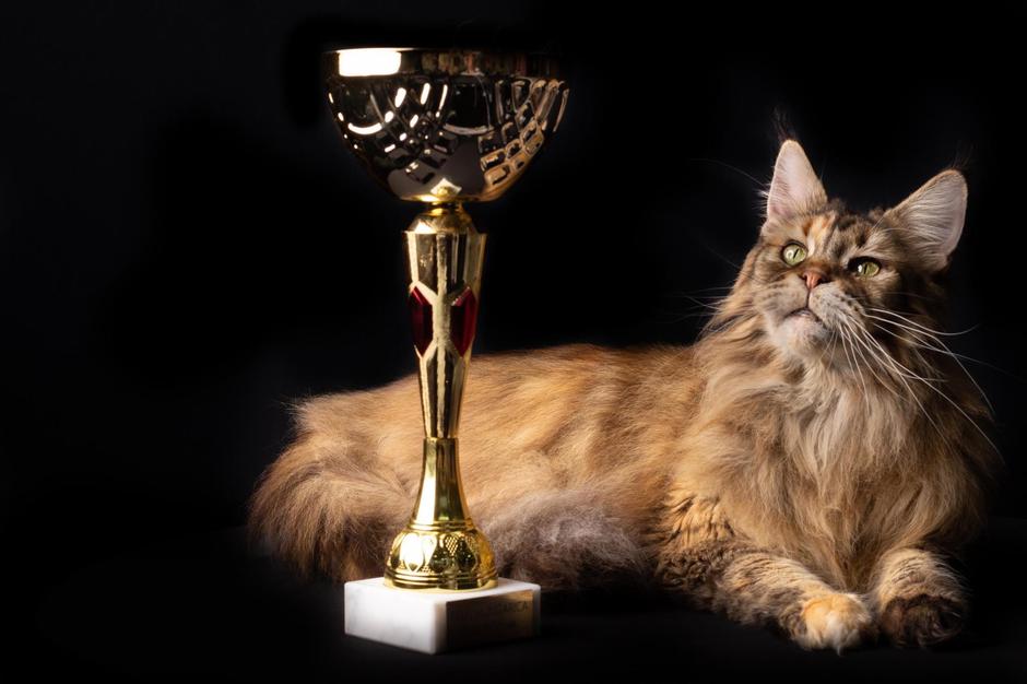 maine coon alison spačal | Avtor: Alison Spačal