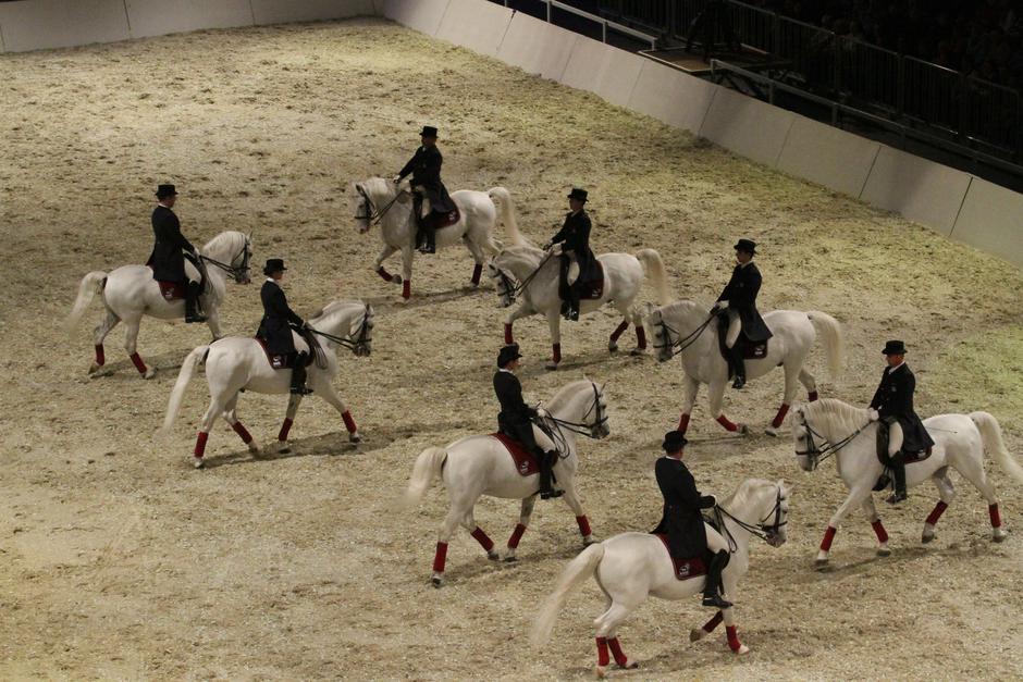 lipicanec lipica v ljubljani | Avtor: Žurnal24 main