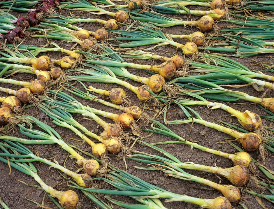 čebula | Avtor: Profimedia