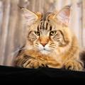 Main coon