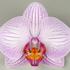 Phalaenopsis