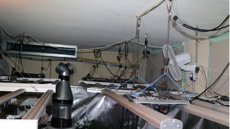 Ljubljanski policisti zasegli 650 sadik konoplje