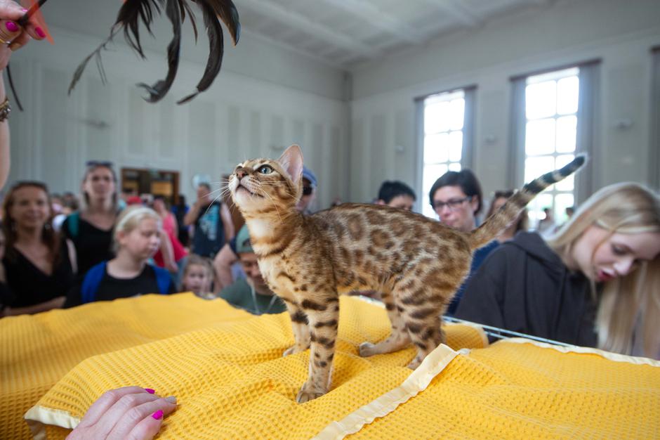 Festival za ljubitelje živali 2023 | Avtor: Anže Petkovšek