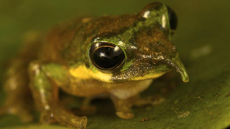 nove vrste, Nova Gvineja, dolgonosa drevesna žaba (Litoria sp. nov.)