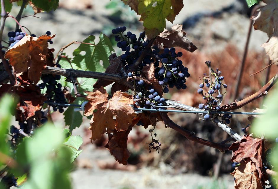 Vinograd | Avtor: Profimedia