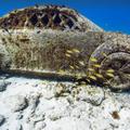 Google Oceans