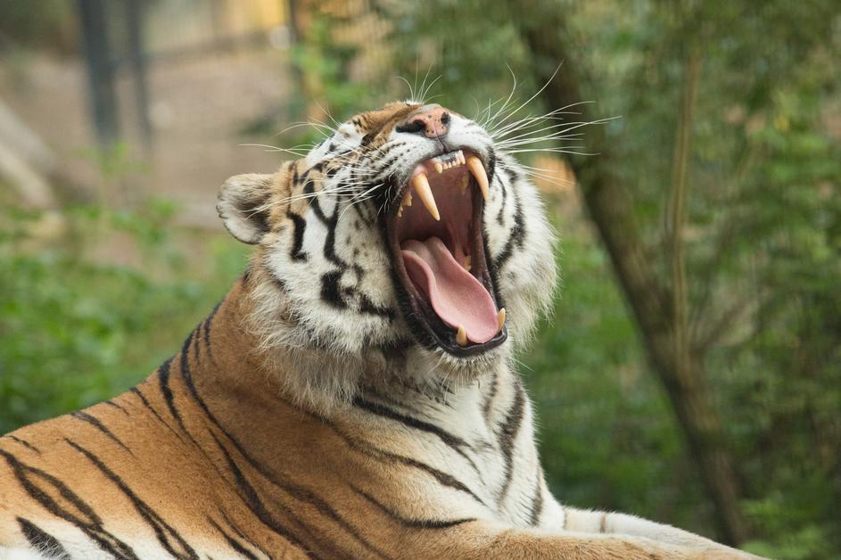 zoo ljubljana