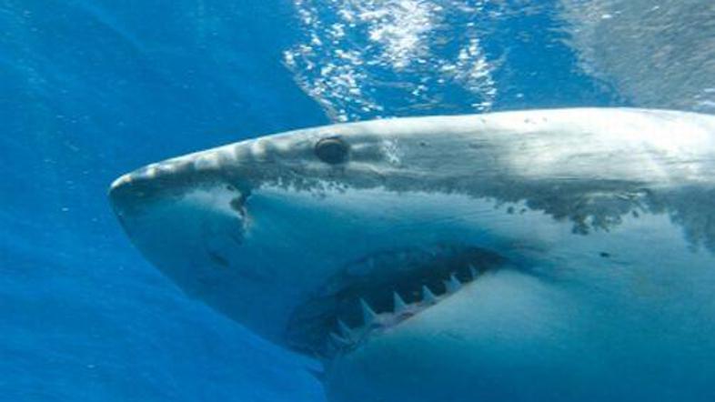 Napad velikega belega psa ni bil usoden.