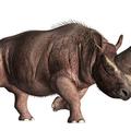 Elasmotherium sibiricum