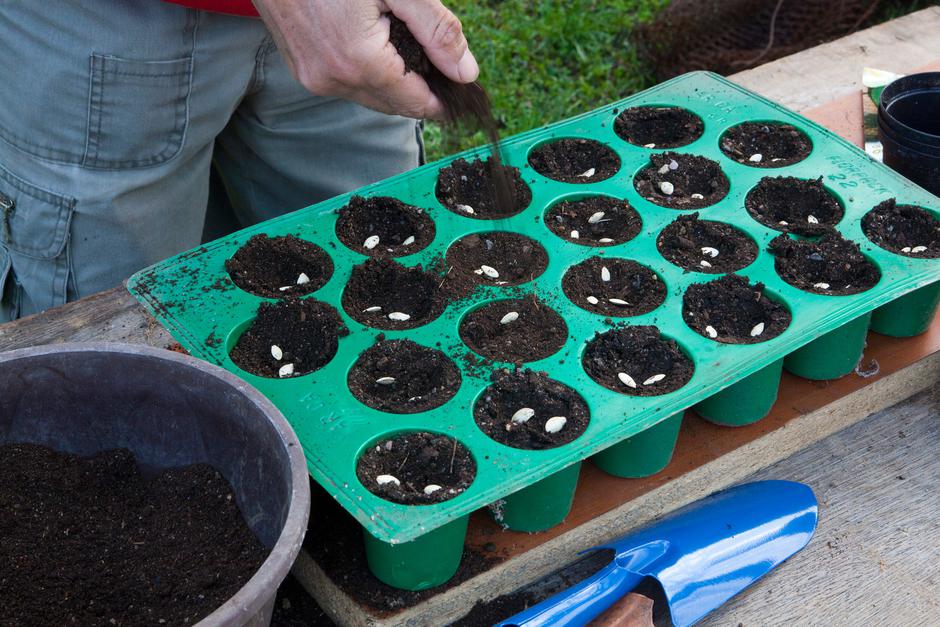 zelenjavni vrt | Avtor: Profimedia