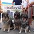 kraški ovčarji