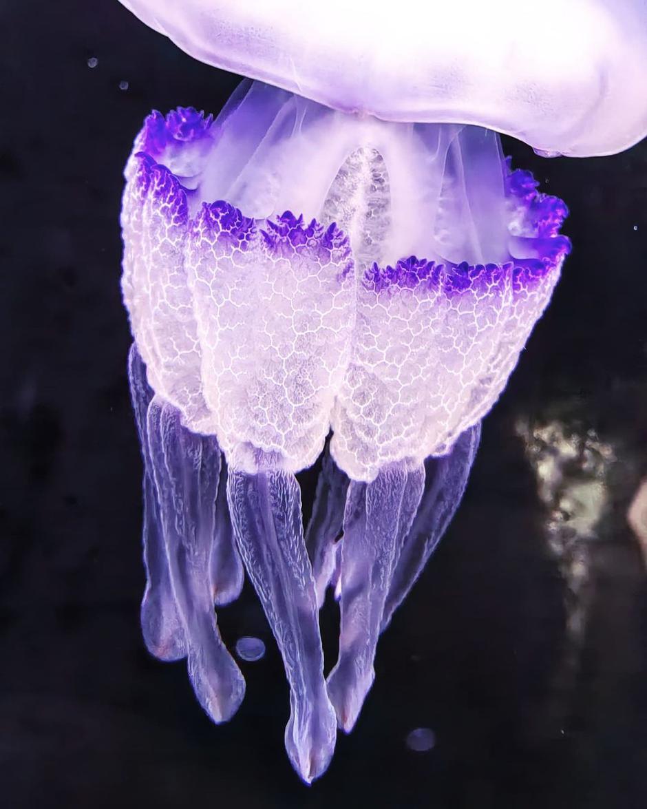 Komotar, Huawei | Avtor: Huawei