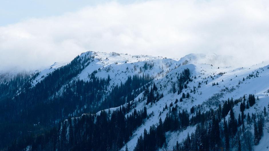 sneg hrib gore | Avtor: Profimedia