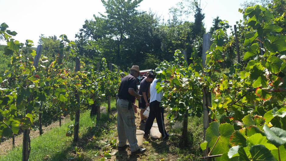 Trgatev 2015 | Avtor: Klet Brda