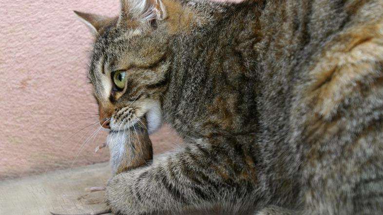Veliko število zapuščenih živali zaradi širjenja prenosljivih bolezni ogroža tud
