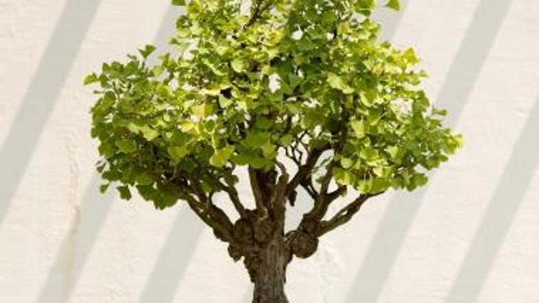 Smo se ves ta čas motili o ginku?