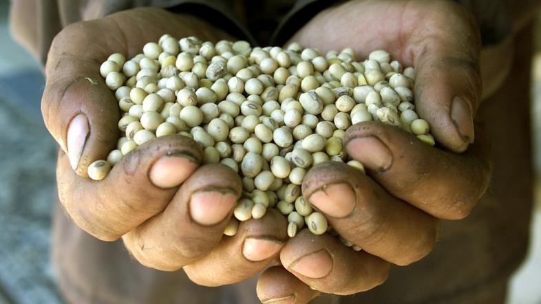 razno 14.05.13. gensko spremenjena soja, A Romanian farmer shows genetically mod