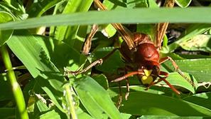 Vespa orientalis, orientalski sršen