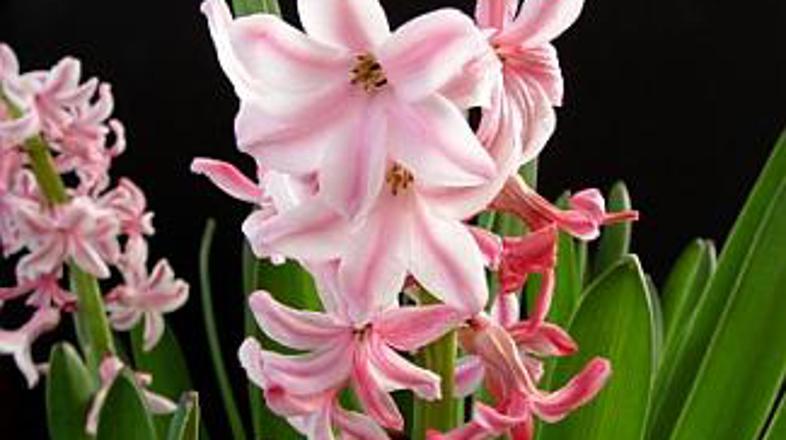 Cvetočih lončnic ni v stanovanju nikoli preveč!