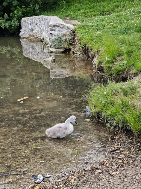 Labodja družinica Koseški bajer