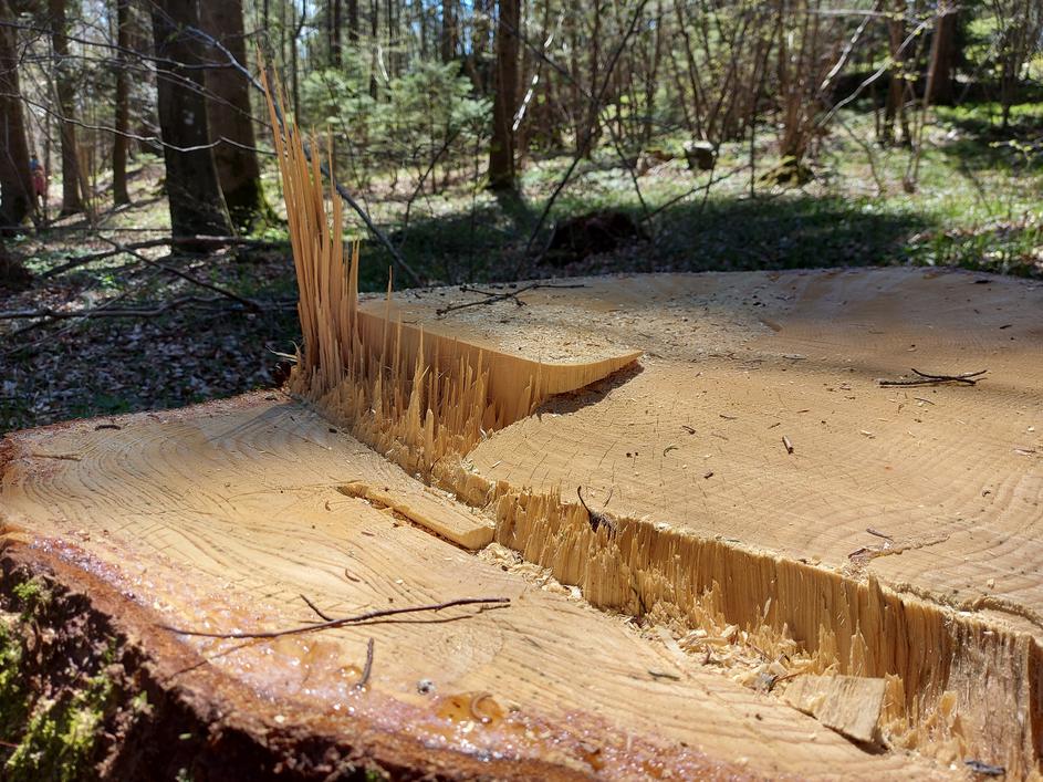 Lubadar, podlubniki, gozd