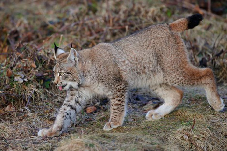 Ris | Avtor: Profiemdia