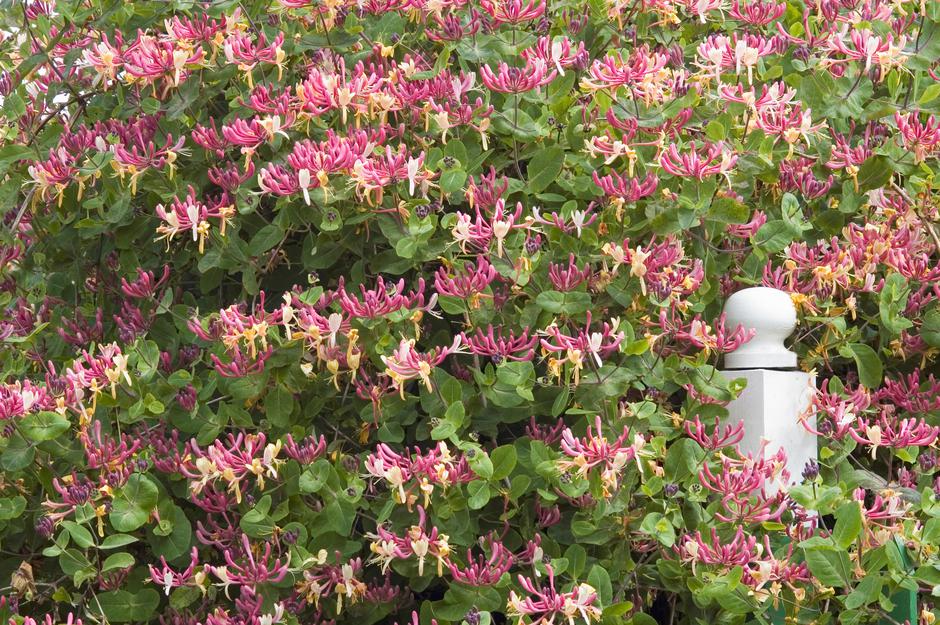 kovačnik | Avtor: Profimedia