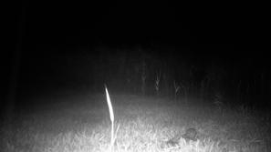 Močvirska uharica na Cerkniškem jezeru