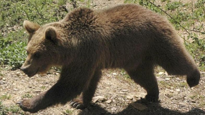 Policisti opozarjajo na kosmatinca v bližini Divače.