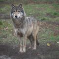 Volk
