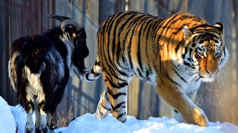 kozliček in tiger
