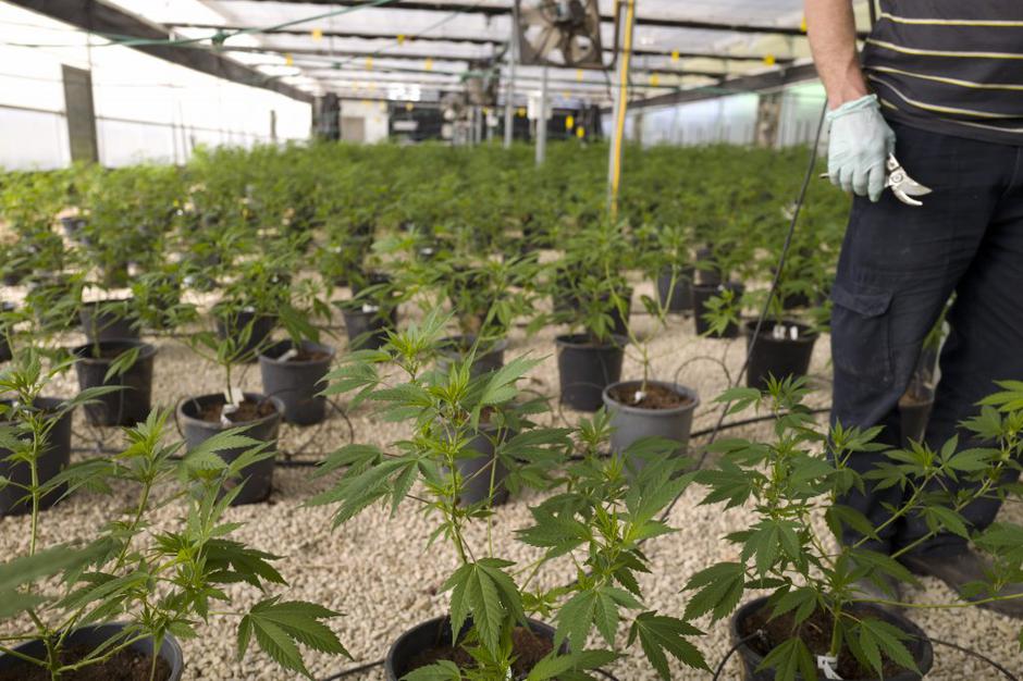 medicinska konoplja | Avtor: EPA