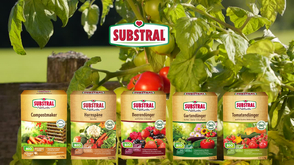 rože, cvetlice | Avtor: Substral