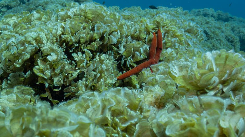  | Avtor: Institut za oceanografijo in ribištvo/Facebook