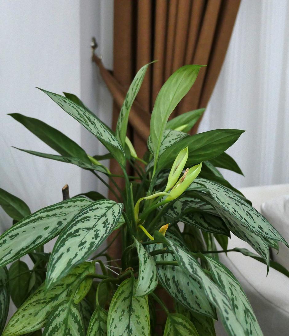 Aglaonema | Avtor: Profimedia