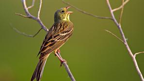 Vrtni strnad, ptica, narava